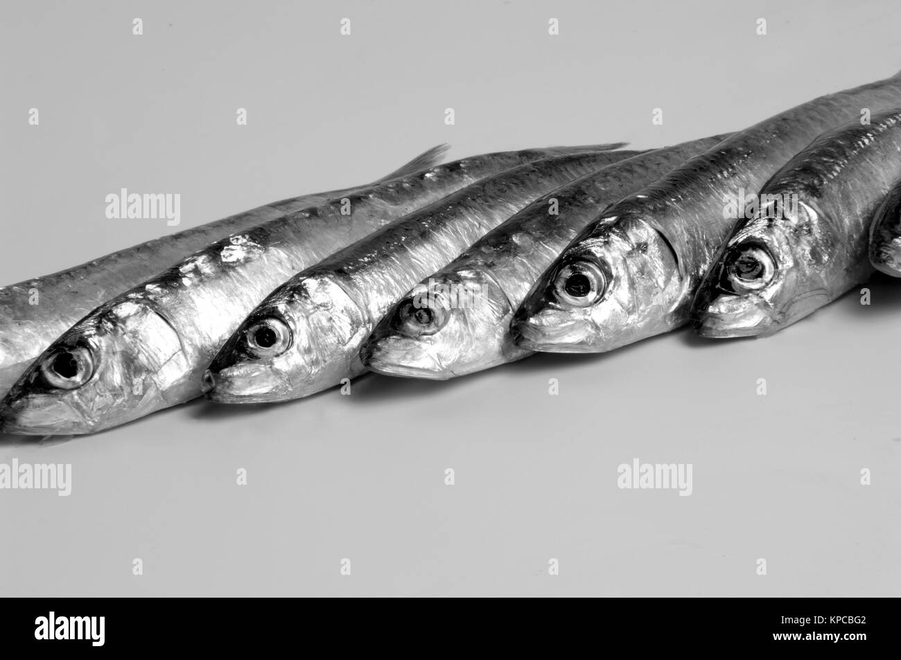 group of sardines in a row Stock Photo Alamy