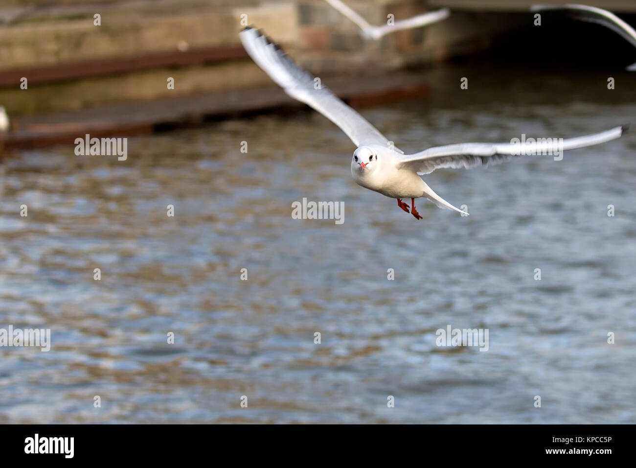 Mew gull in flight Stock Photo