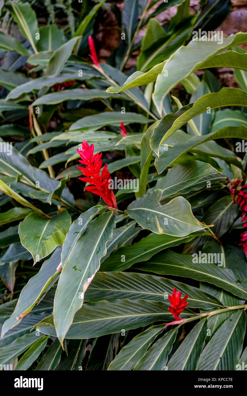 Red Torch Ginger plants, Alpinia Purpurata Stock Photo Alamy