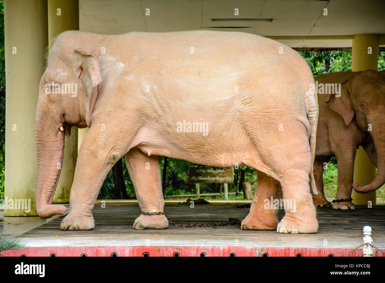https://c8.alamy.com/comp/KPCCBJ/white-elephant-in-min-dhama-hill-yangon-myanmar-july-2017-KPCCBJ.jpg
