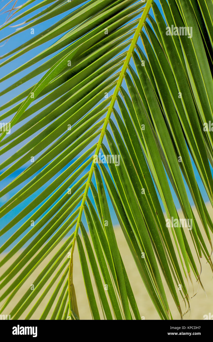 Green Palm Tree Branches Stock Photo Alamy