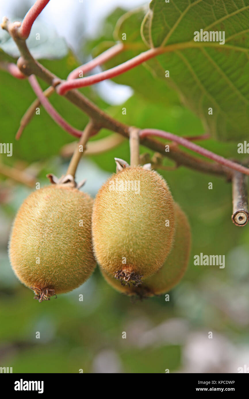 Kiwi plantation new zealand hi-res stock photography and images - Alamy
