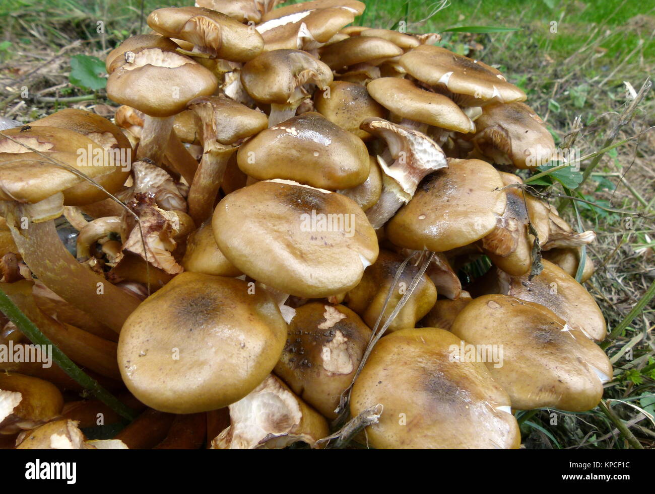wild mushrooms Stock Photo