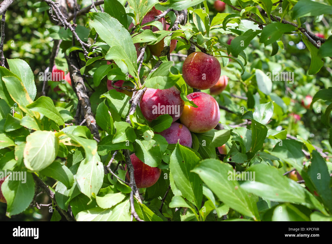 A bunch of ripe plums on a tree with bright green leaves and blurred
