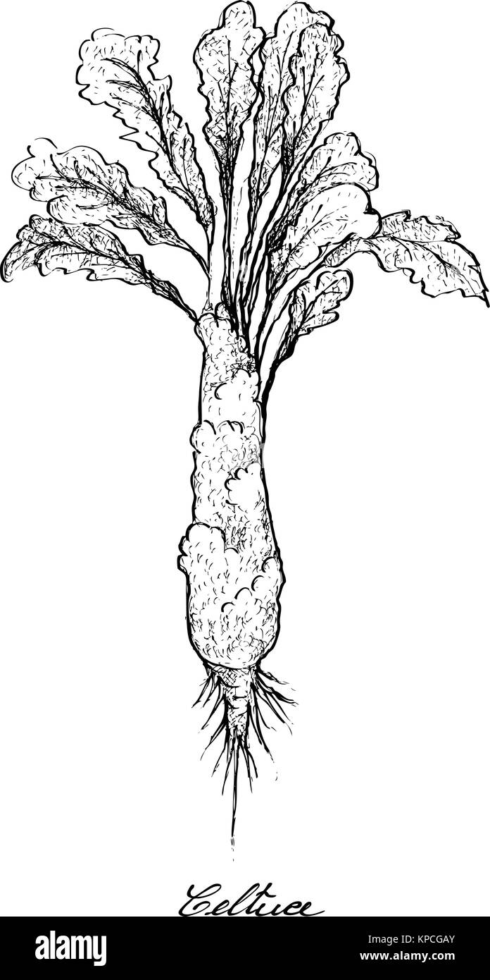 Vegetable Salad, Illustration of Hand Drawn Sketch Fresh Green Celtuce or Stem Lettuce Isolated on White Background. Stock Vector