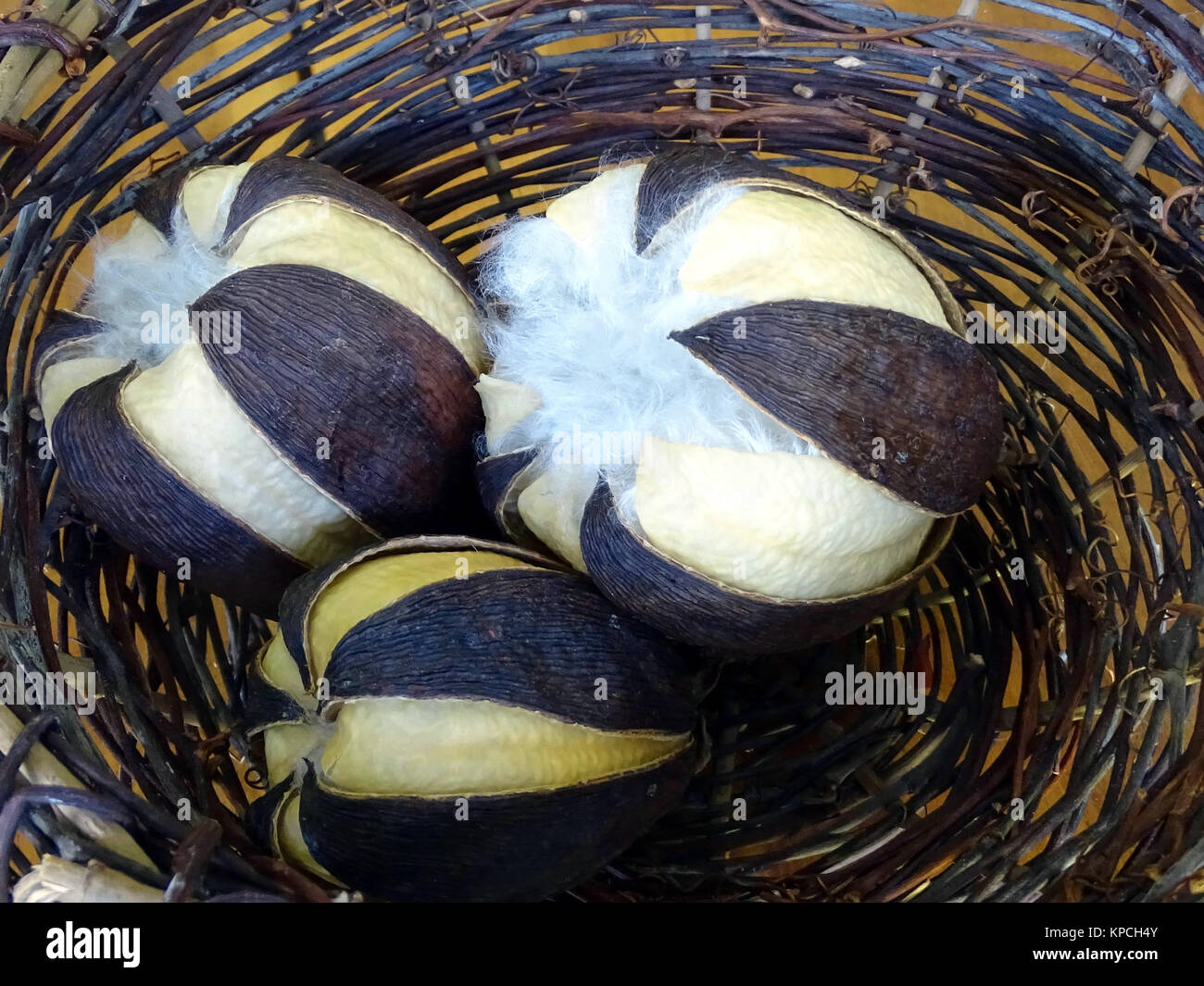 Three cotton pods displayed in an indigenous  hand woven basket p Stock Photo