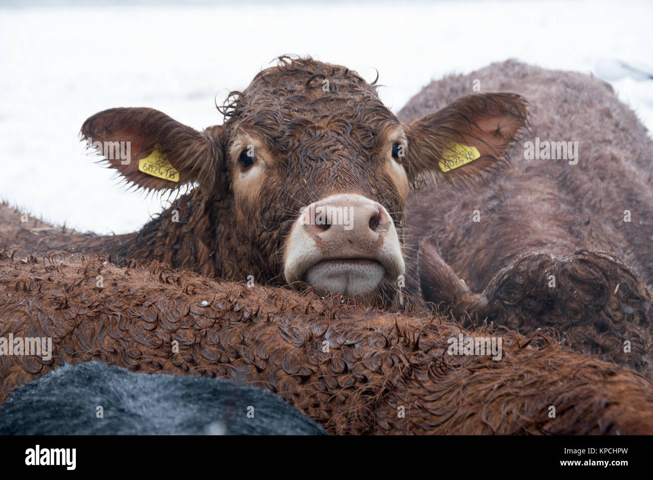 Brown cows on a wintry Buckinghamshire farm, UK Stock Photo