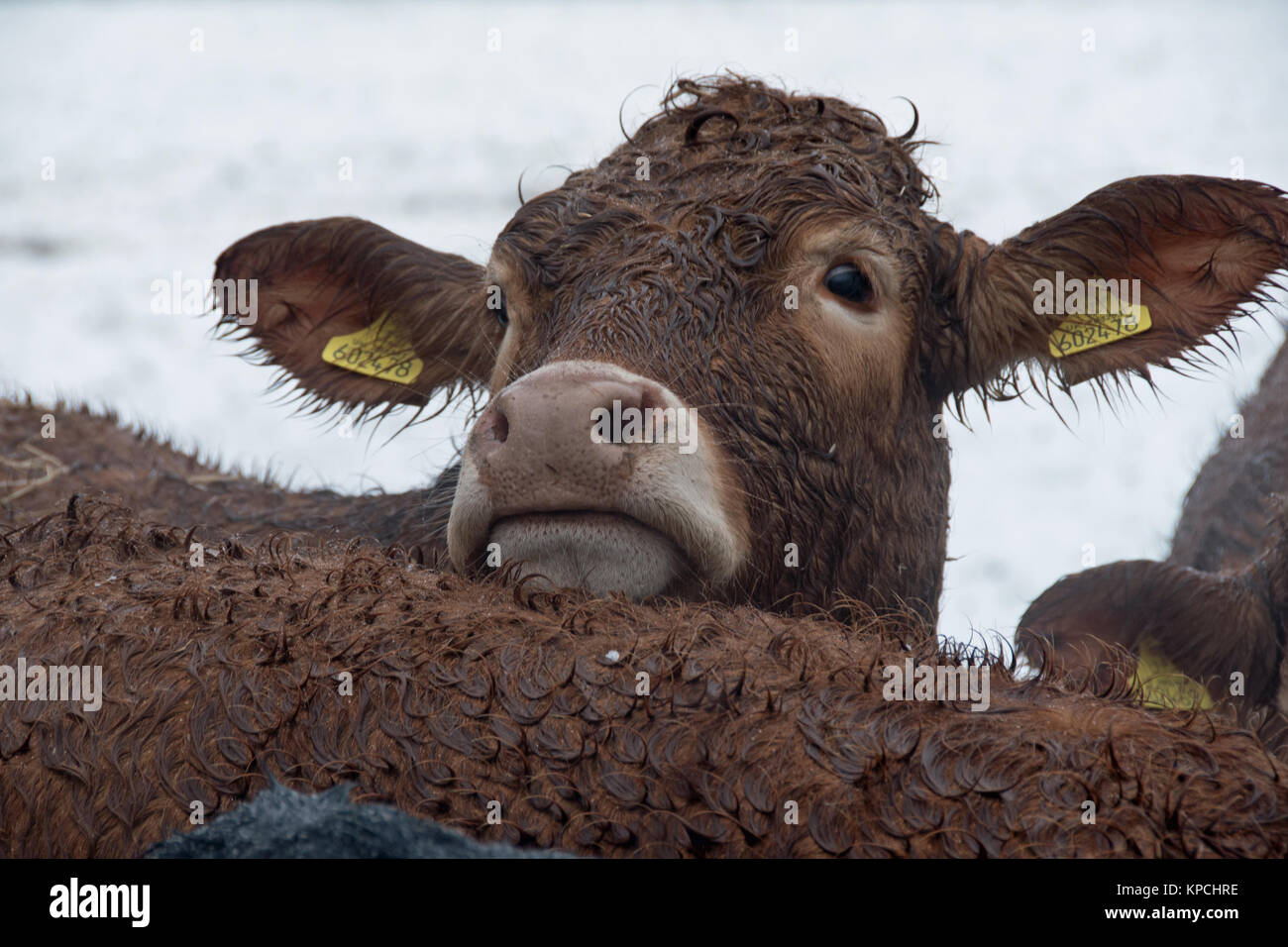 Brown cows on a wintry Buckinghamshire farm, UK Stock Photo