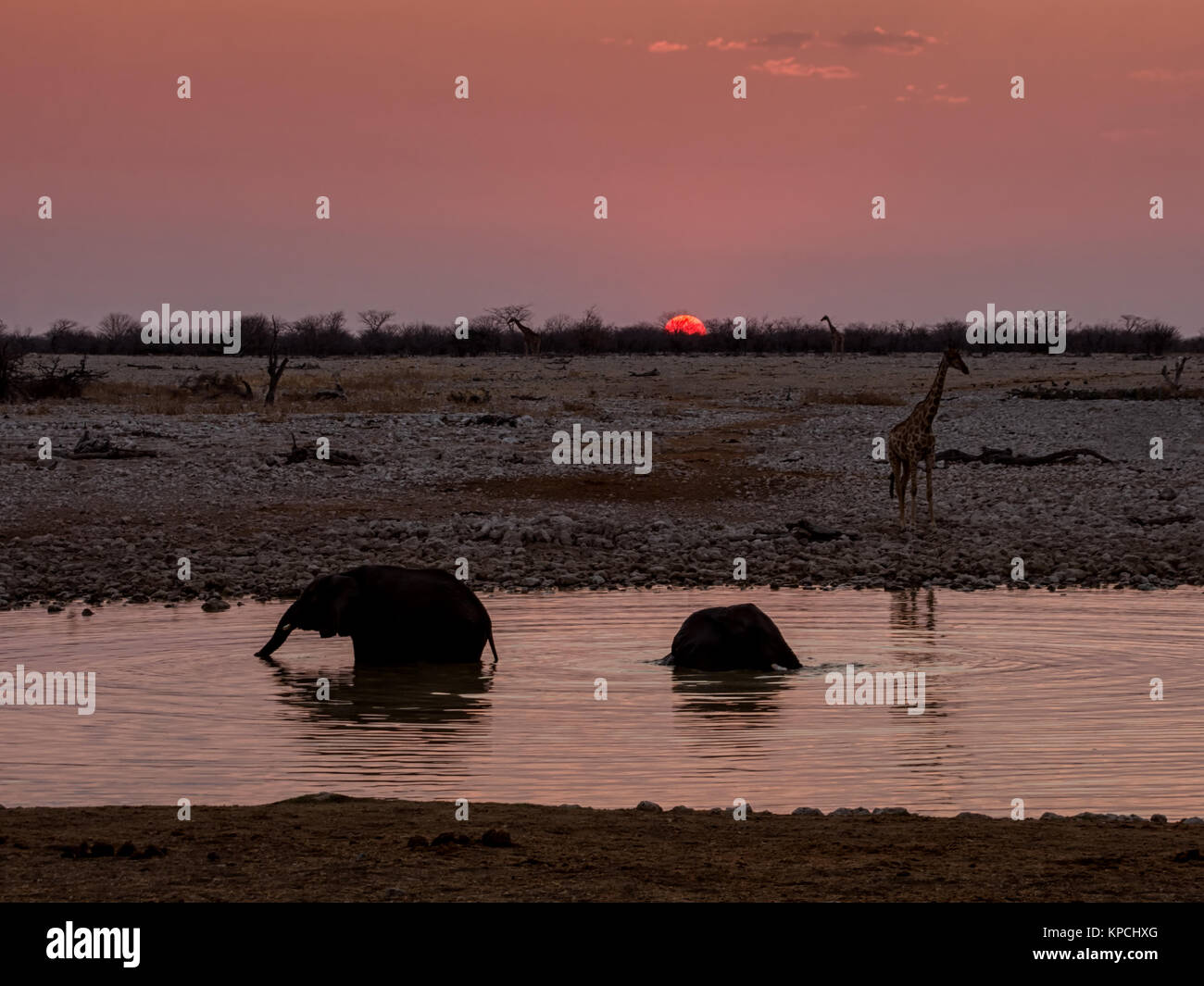 Elephants in a watering hole at sunset Stock Photo