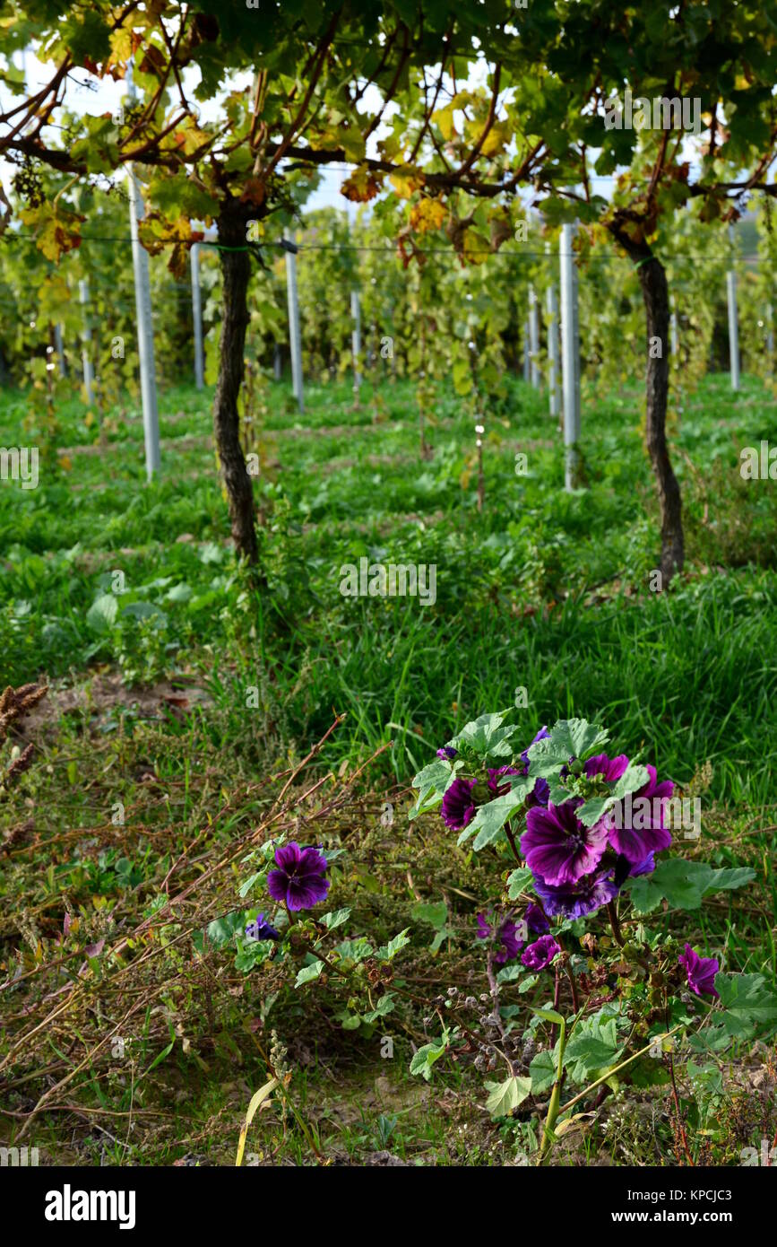 kÃ¤spappel in vineyard Stock Photo