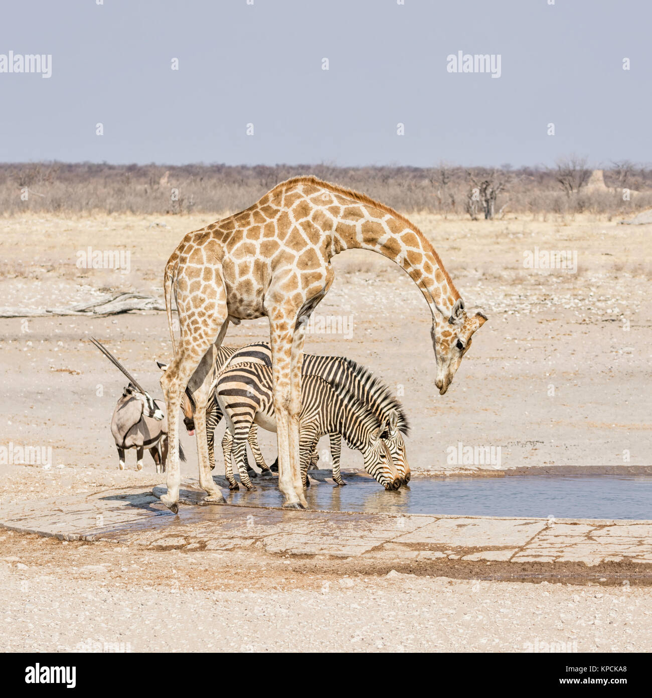 Giraffe And Zebra At A Watering Hole In The Namibian Savanna Stock 