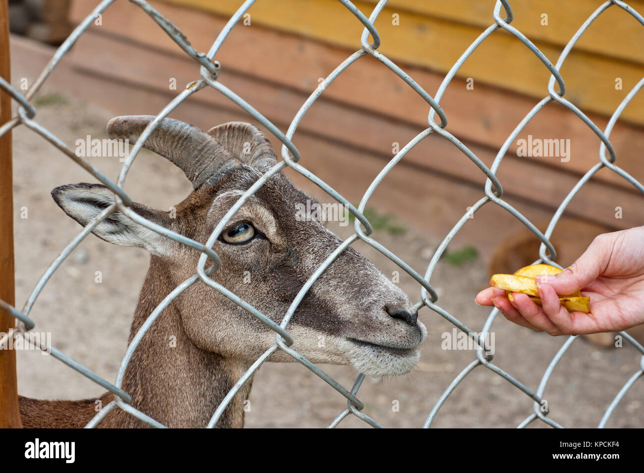 feeding goat at farm Stock Photo Alamy
