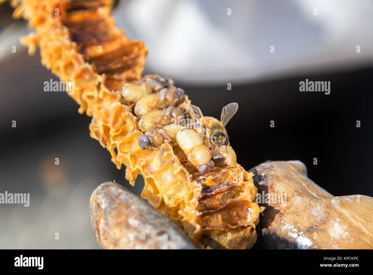 Bee Grubs and Bees Stock Photo Alamy