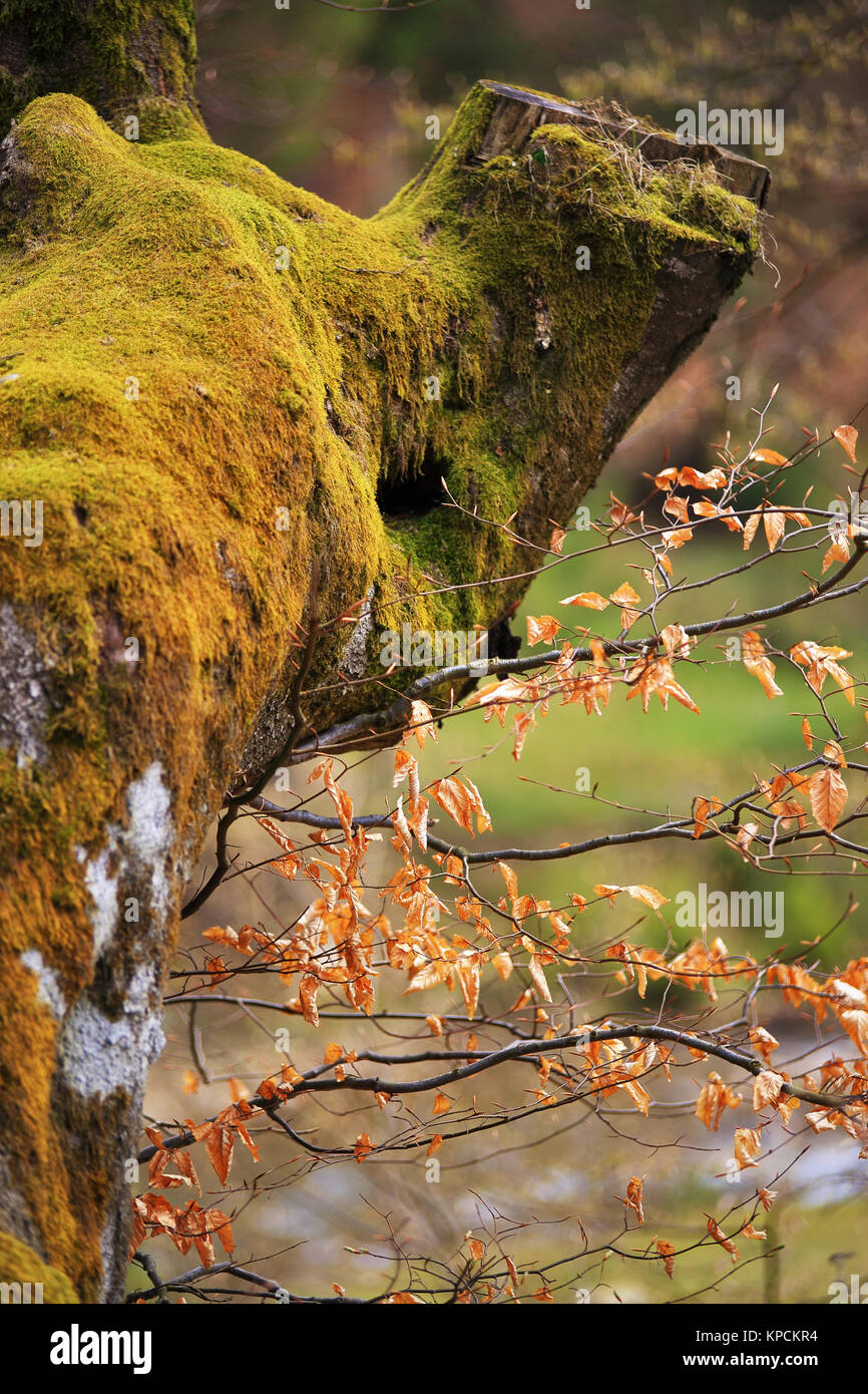 Spring trees in the park. April fresh leaf Stock Photo - Alamy