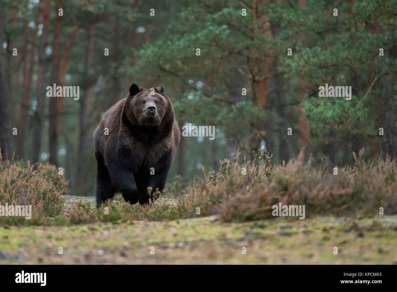 European Brown Bear ( Ursus arctos ), strong and powerful adult, running fast over a clearing in boreal woods, coming near, frontal shot, Europe. Stock Photo