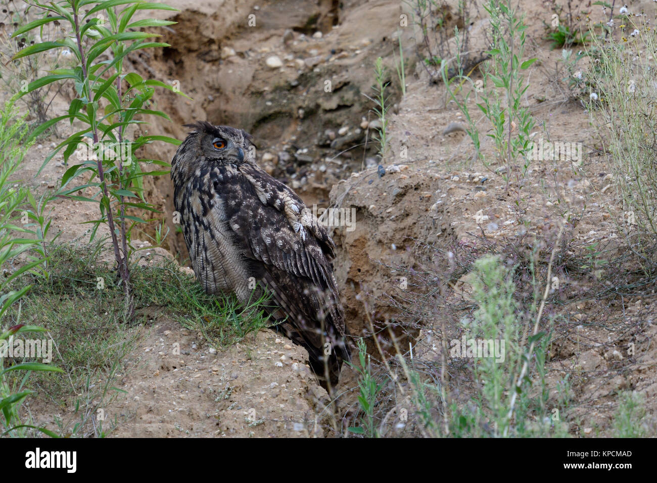 Eurasian Eagle Owl ( Bubo bubo ), adult bird, resting over day in a gravel pit, turning its head, watching back for its chicks, wildlife, Europe. Stock Photo