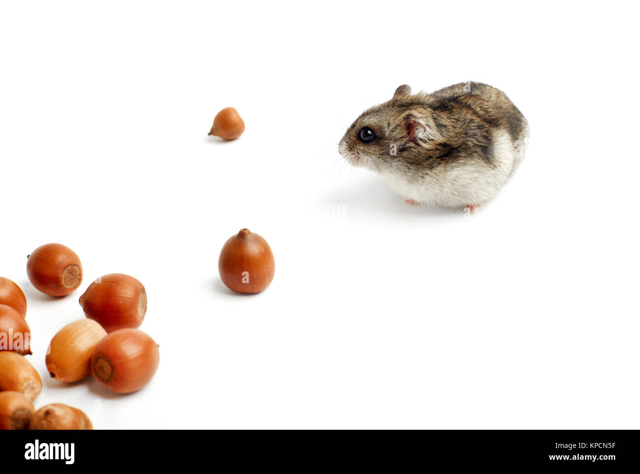 Siberian hamster hi res stock photography and images Page 3 Alamy