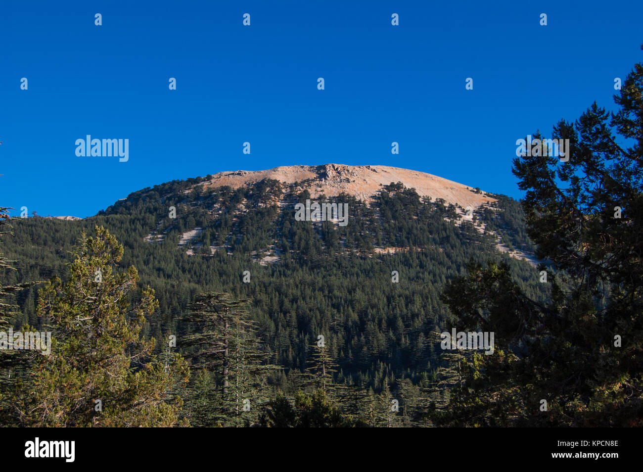 Cedrus. Atlas cedar needles Cedrus atlantica . Another scientific name is Cedrus libani atlantica. Coniferous forest. Stock Photo