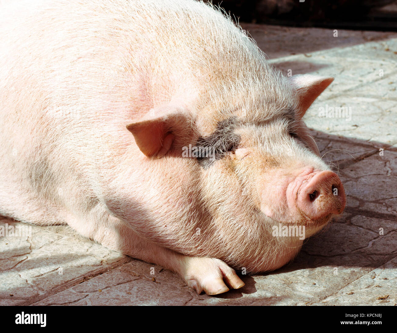 Big pig из классика. Упитанный поросенок. Wild and domestic animals тема. Фотография свиньи. Свинья жирная мультяшная.