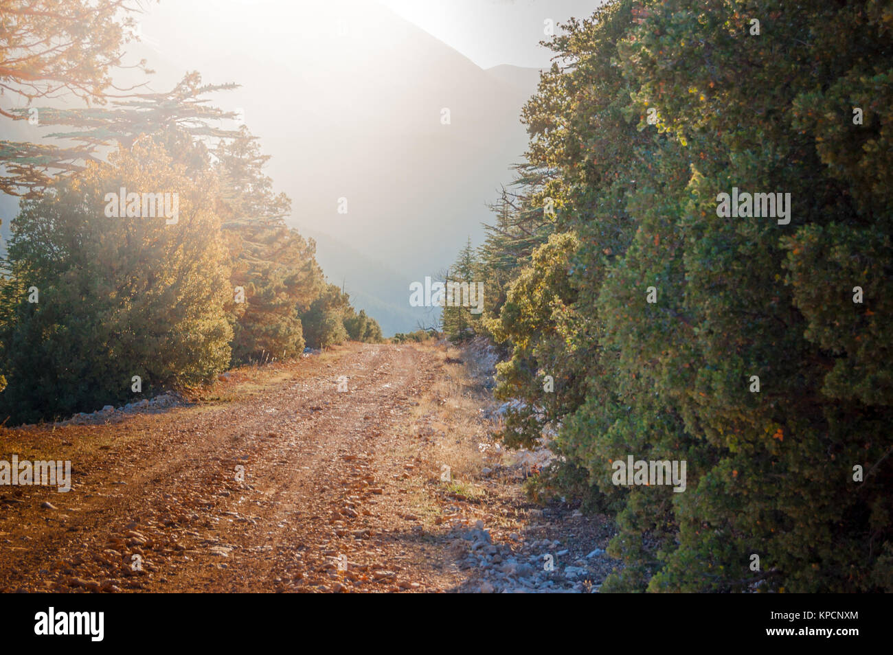 Forest trail. Way to peak. Cedar tree. Coniferous forest Stock Photo