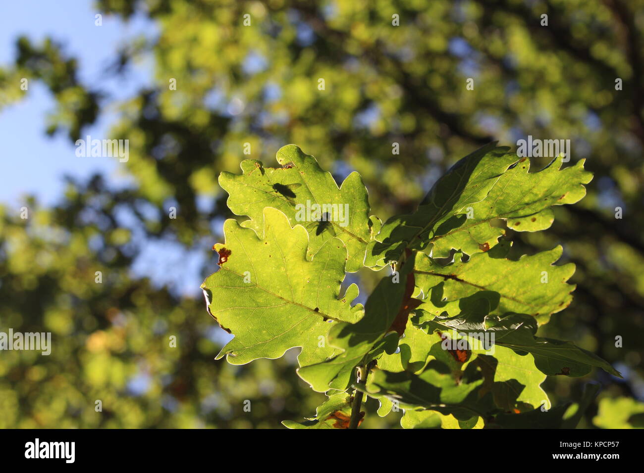 Uk tree identification hires stock photography and images Alamy