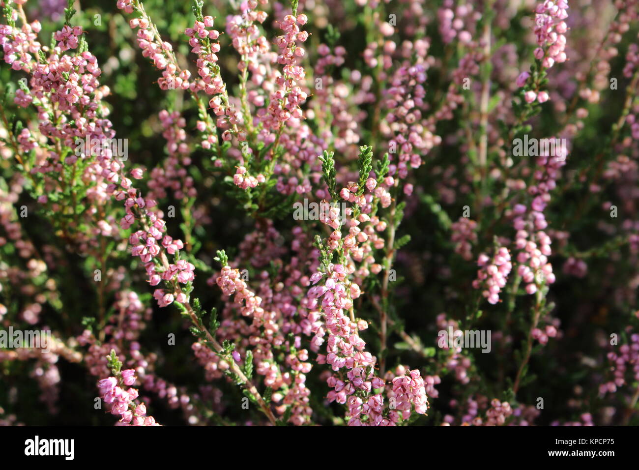 Lucky heather hires stock photography and images Alamy