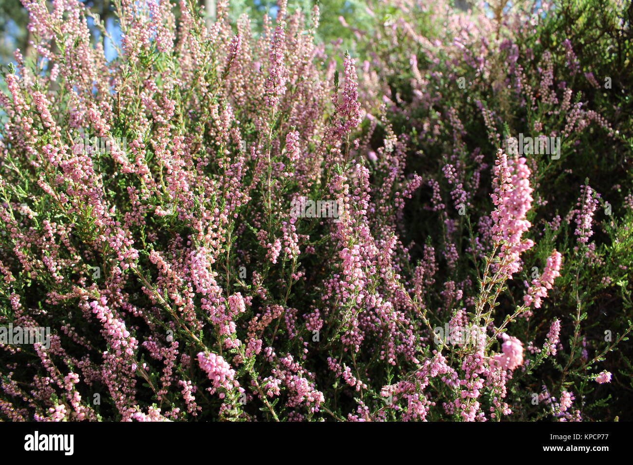 Lucky heather hires stock photography and images Alamy