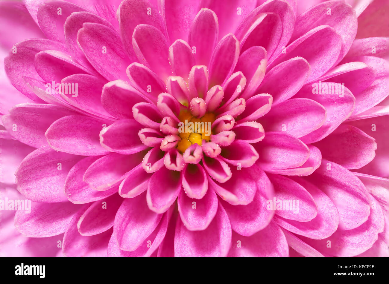 Focus Stacked Chrysanthemum flower center, pink and purple, super macro closeup texture and pattern, petals showing and flower center Stock Photo