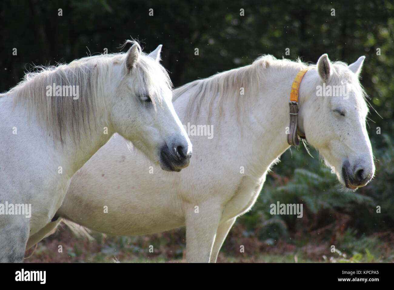 Wild ponies on Dartmoor, pony with tracking collar, tracking collar, Stock Photo