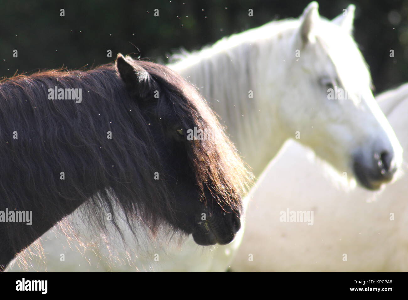Wild ponies, wild horses, Dartmoor ponies, black and white ponies Stock