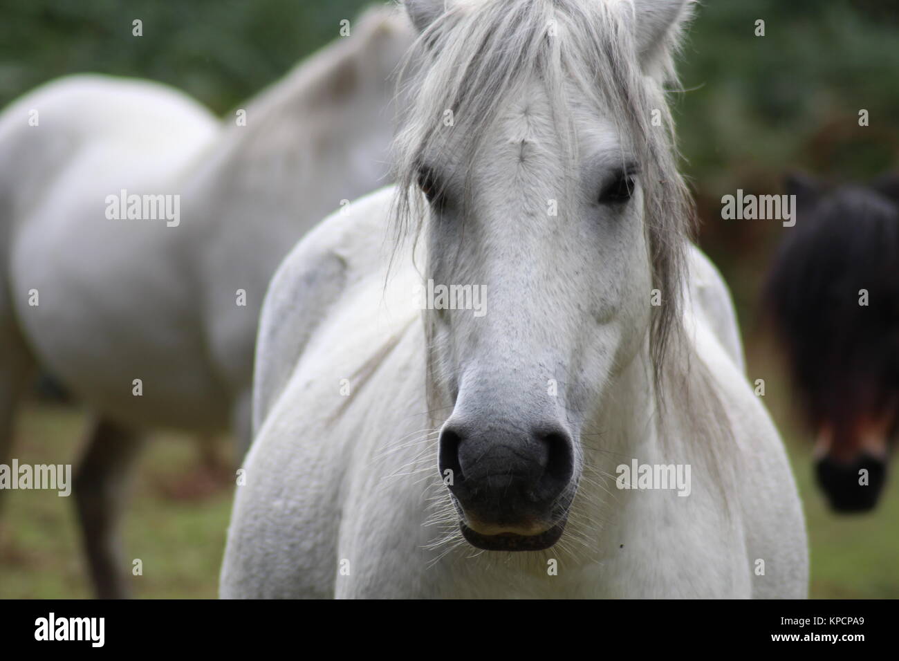 White wild Dartmoor pony Stock Photo