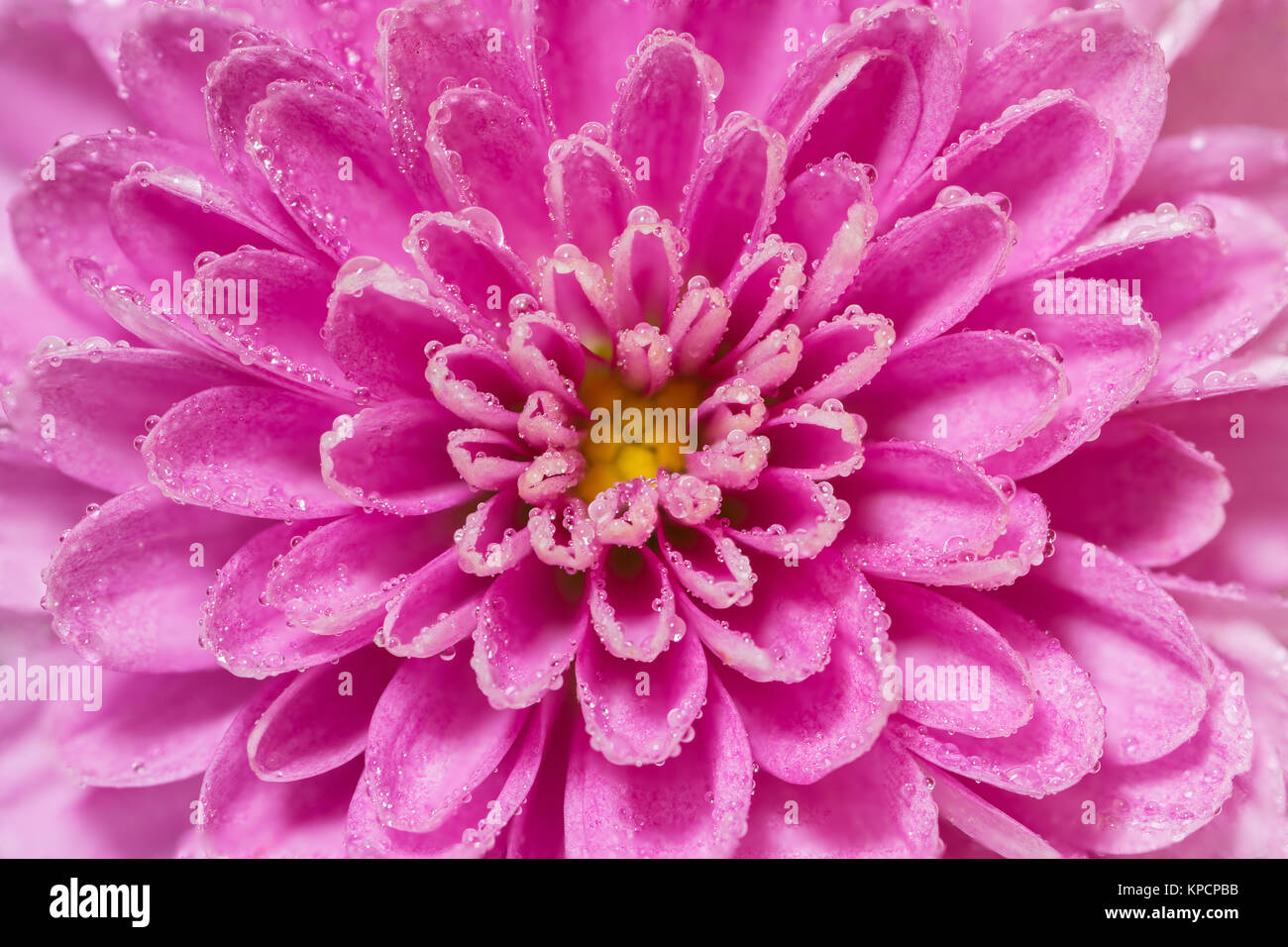 Chrysanthemum flower center, pink and purple, super macro closeup texture and pattern, petals showing and flower center, with many water droplets Stock Photo