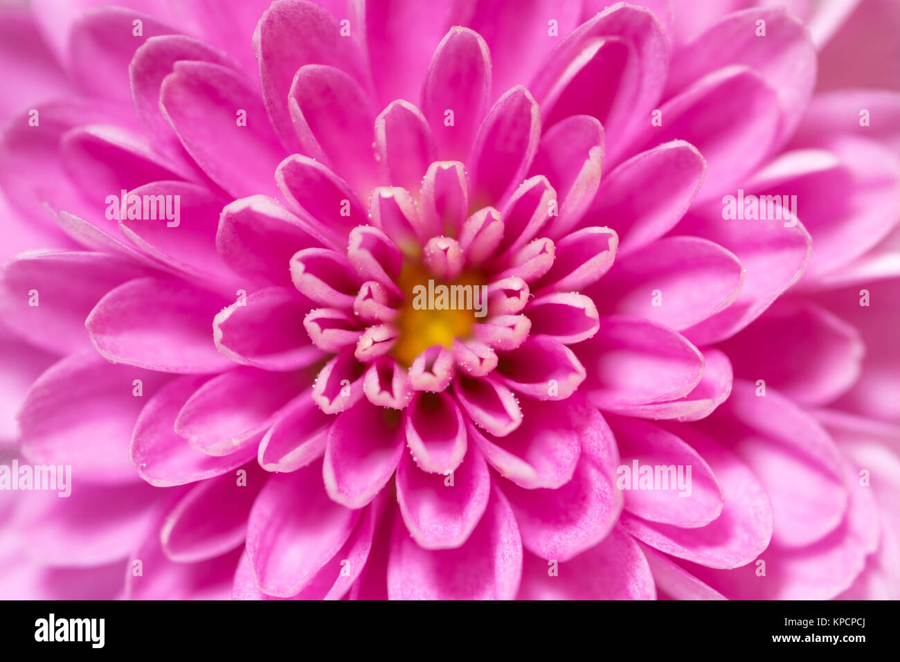 Soft Focus Chrysanthemum flower center, pink and purple, super macro closeup texture and pattern, petals showing and flower center Stock Photo