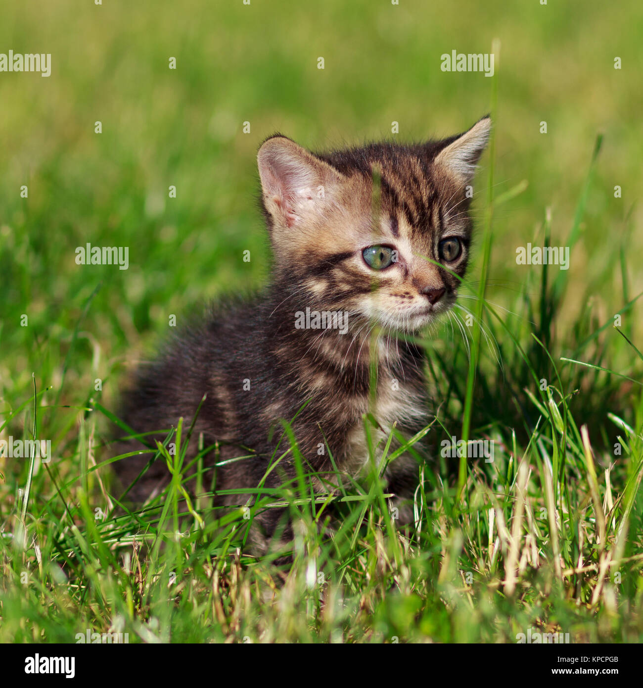 striped cat sits in the grass Stock Photo - Alamy