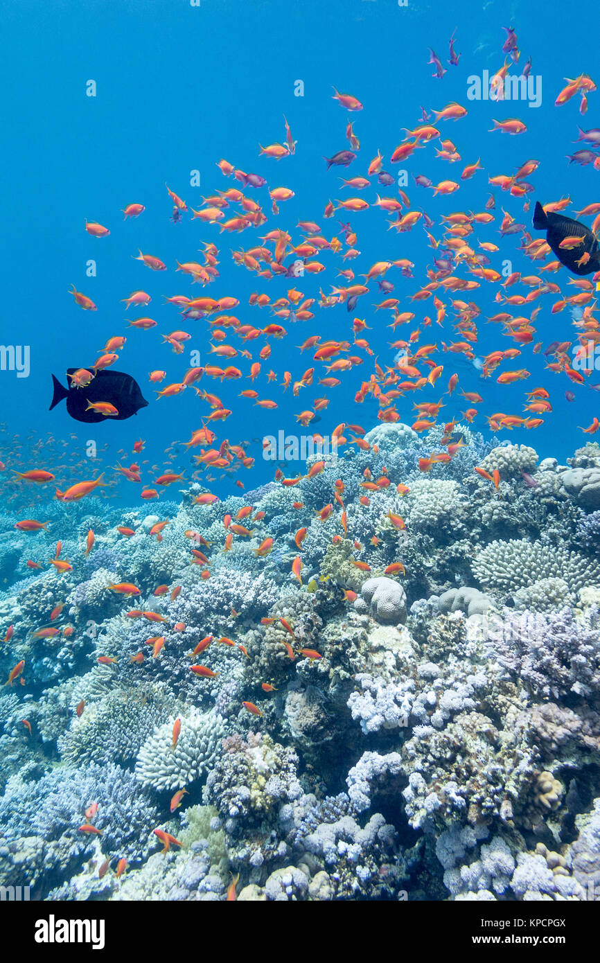coral reef with shoal of fishes scalefin anthias, underwater Stock ...