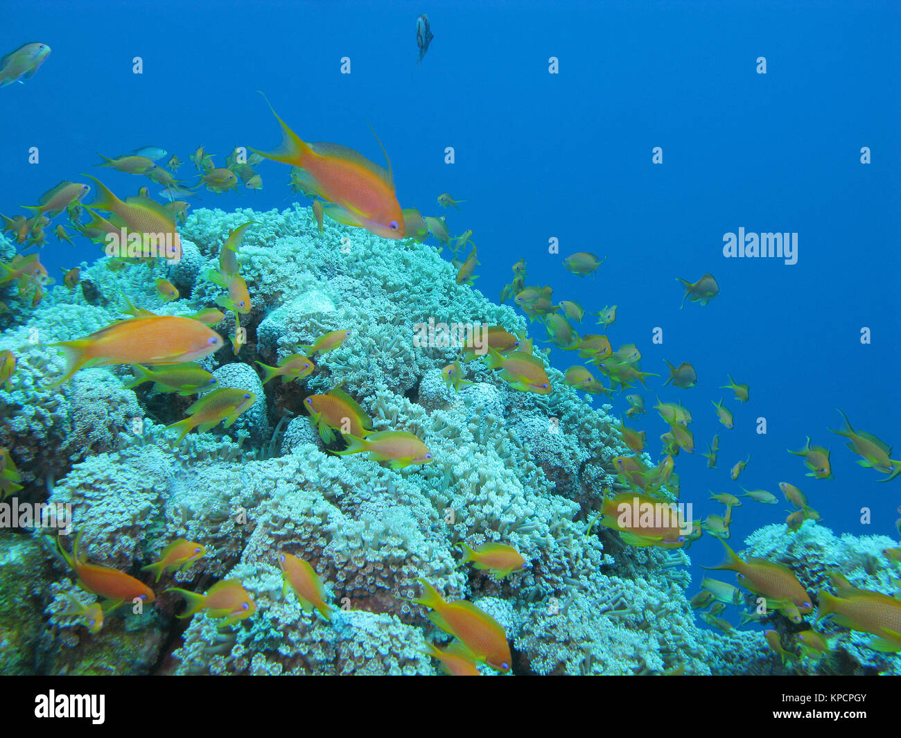 coral reef with soft coral  and  fishes Anthias in tropical sea, underwater Stock Photo