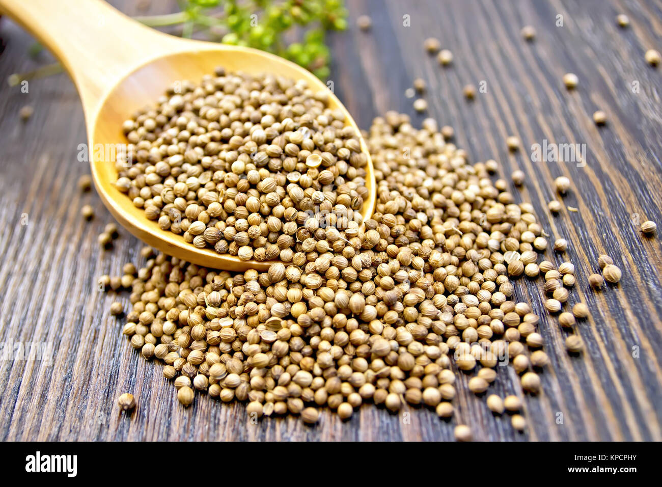 Coriander seeds in spoon on dark board Stock Photo