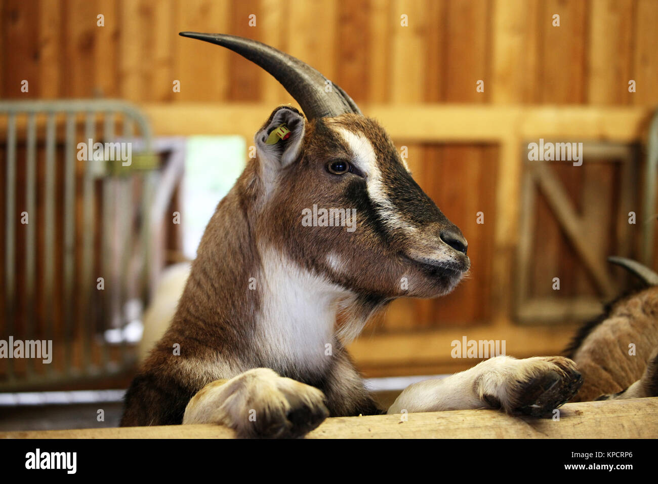 Goat in a stable Stock Photo