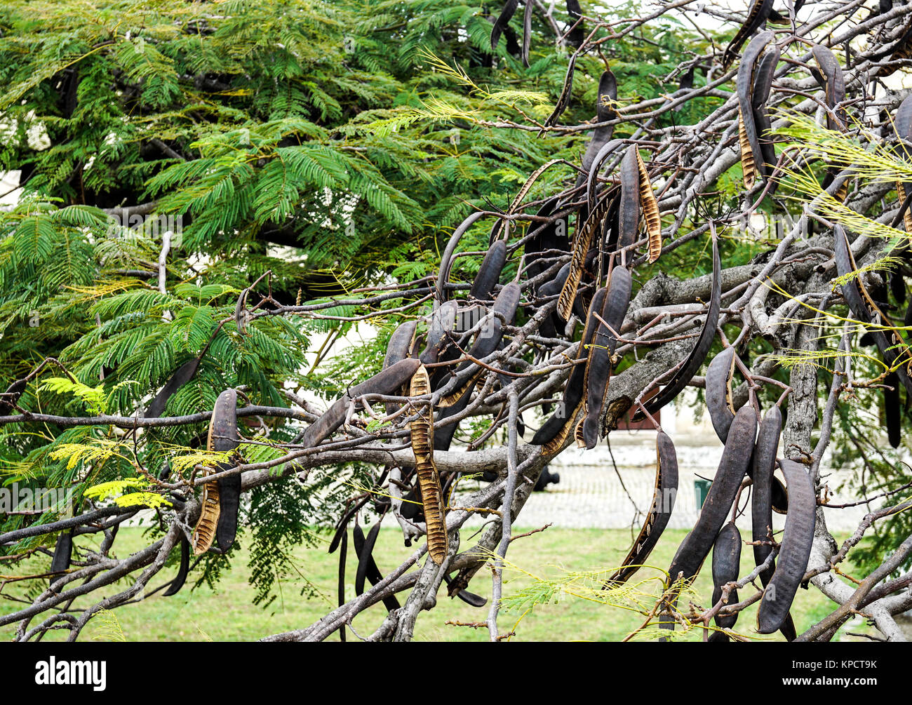 Carob Tree with Carobs Stock Photo Alamy