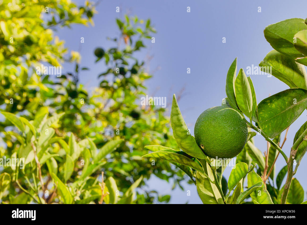 green lemon lemon tree limes lime tree Stock Photo Alamy