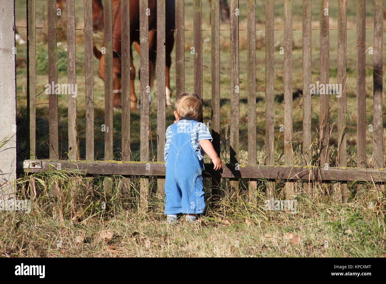 toddler looking through fence by horse Stock Photo