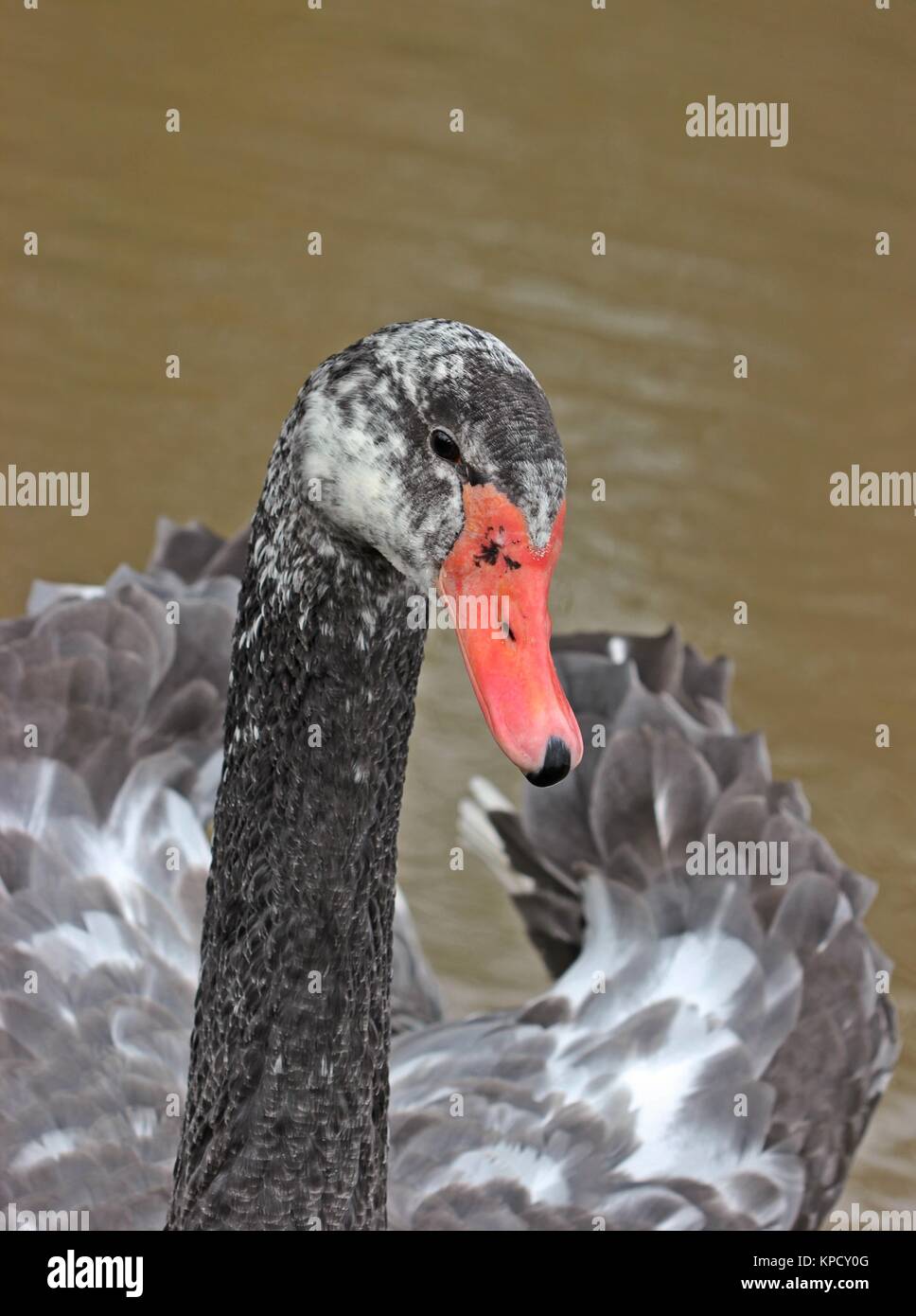 hybrid swan (cygnus atratus x olor),cross between mute swan (c.olor