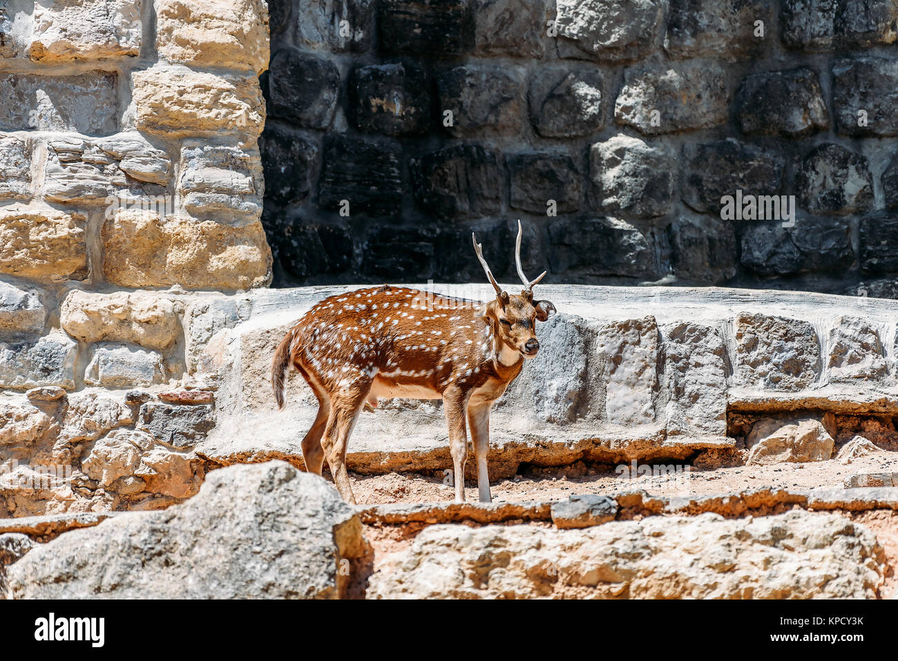Gazelle jumping hi-res stock photography and images - Alamy