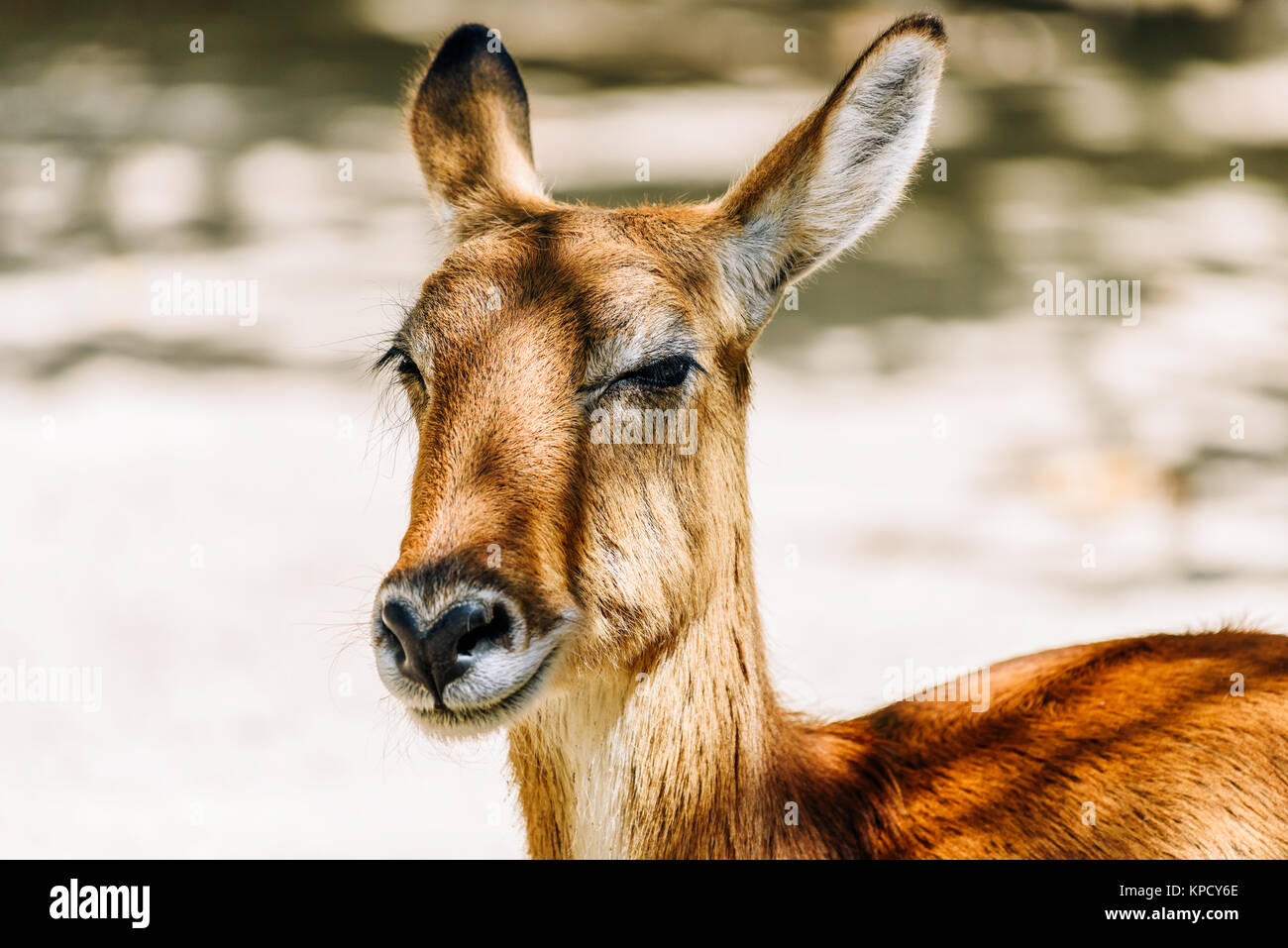 Close Up Portrait Of Wild Antelope Stock Photo