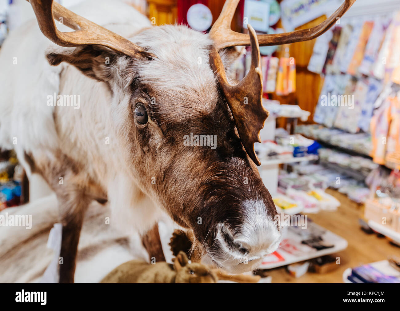 deer close up in the store Stock Photo