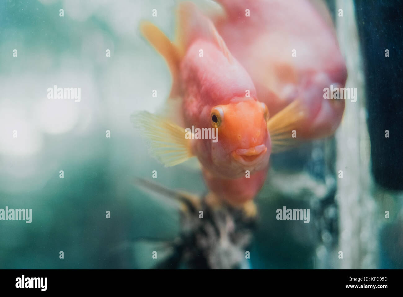 Goldfish, aquarium, a fish on the background of aquatic plants Stock Photo