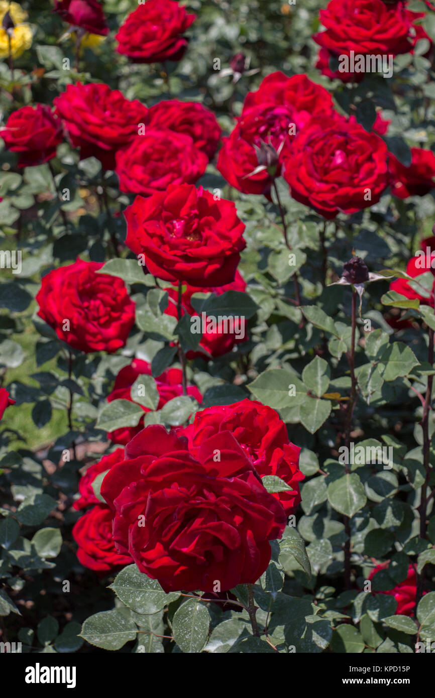Blooming beautiful colorful roses in the garden background Stock Photo ...