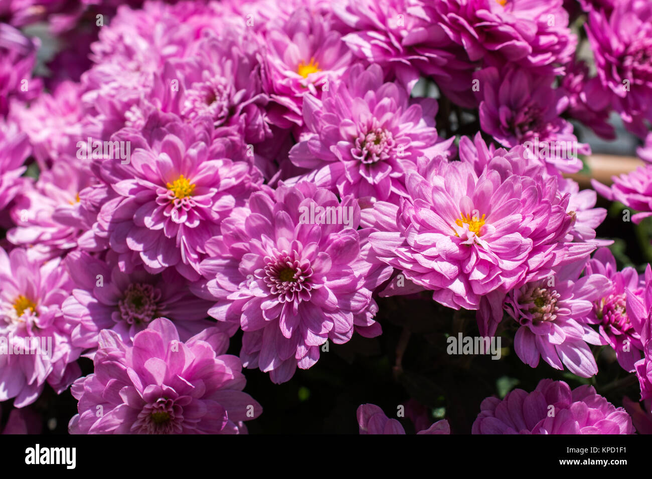Beautiful fresh flowers as a nature background Stock Photo - Alamy