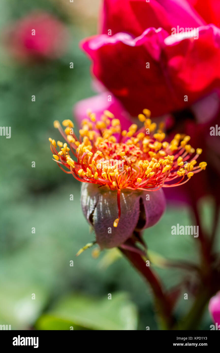 Rose flower without petals in the garden in spring Stock Photo Alamy