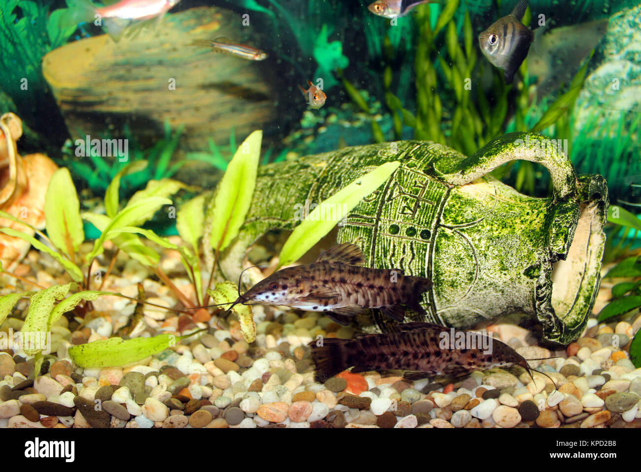 aquarium with swimming Hoplosternum thoracatum Stock Photo